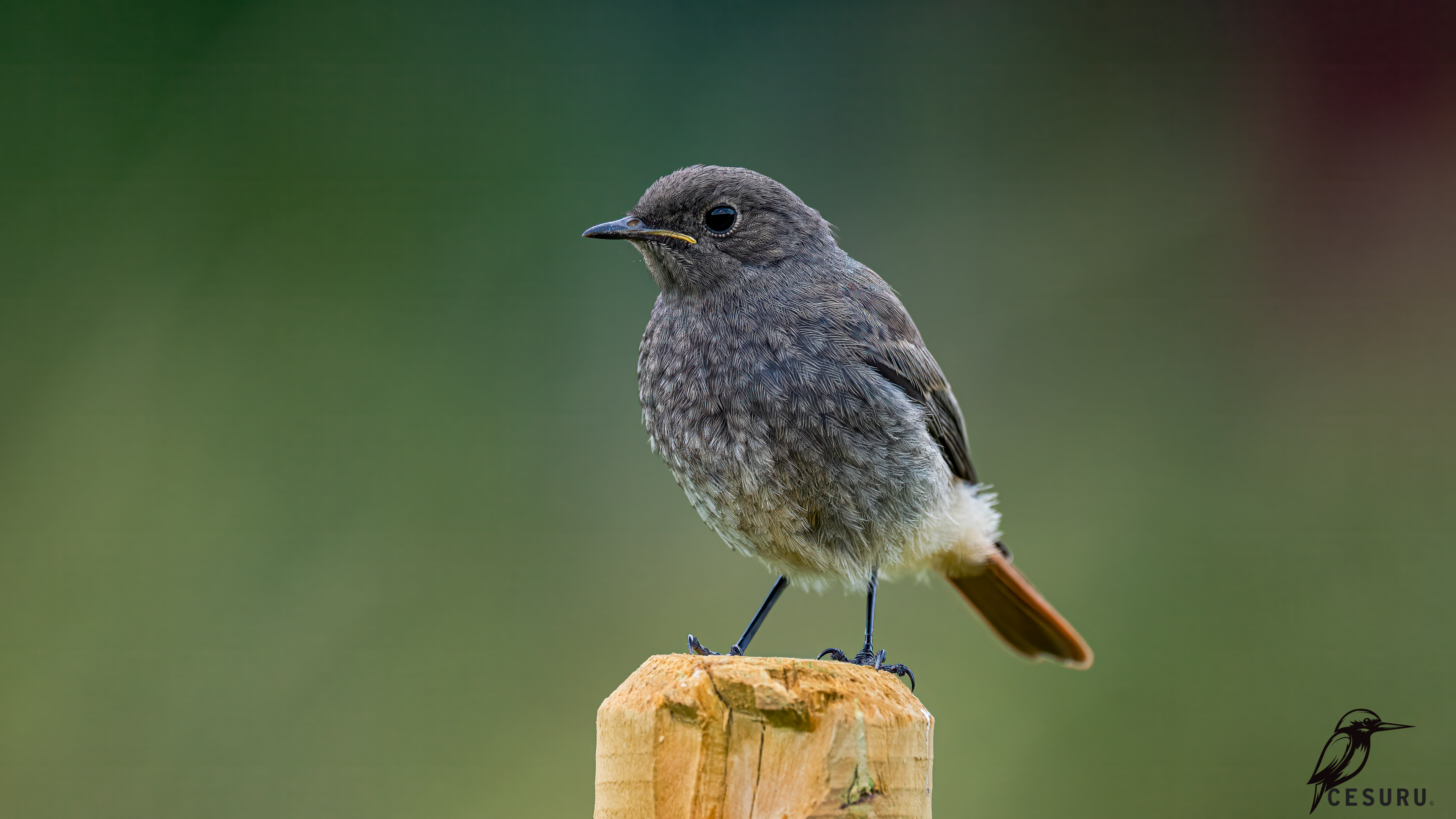 Black Redstart